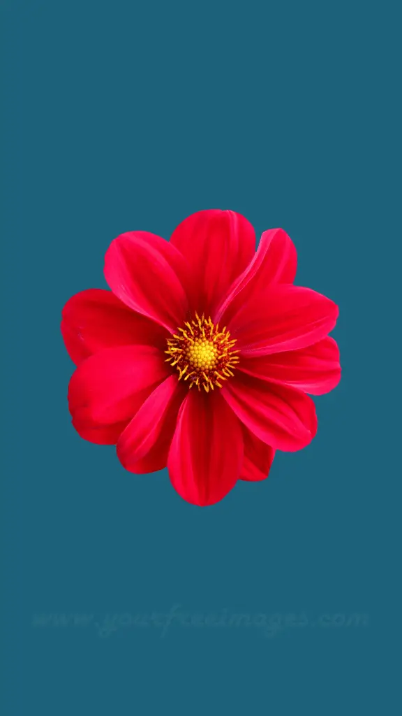 3D Red Flower Your Free Images