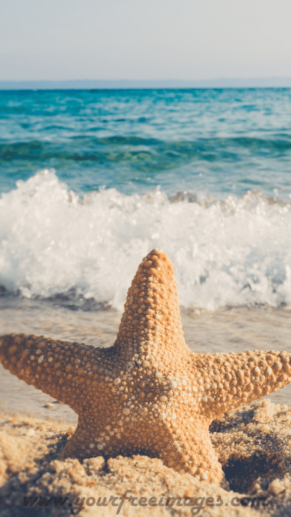 A focused beach view with Starfish at the center of attraction 