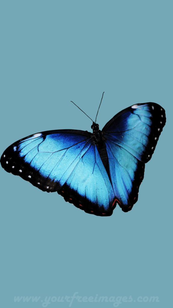 Blue and black winged butterfly flying in the light blue sky looking pretty and beautiful Butterfly Wallpaper