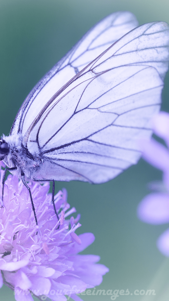 Cute purple butterfly sitting on purple flower