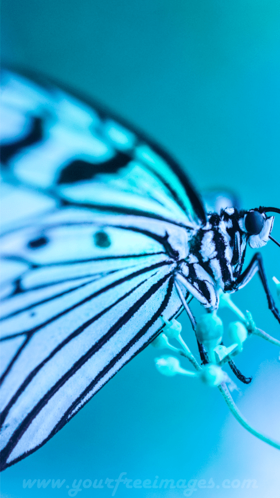 HD blue butterfly image sitting on blue flower