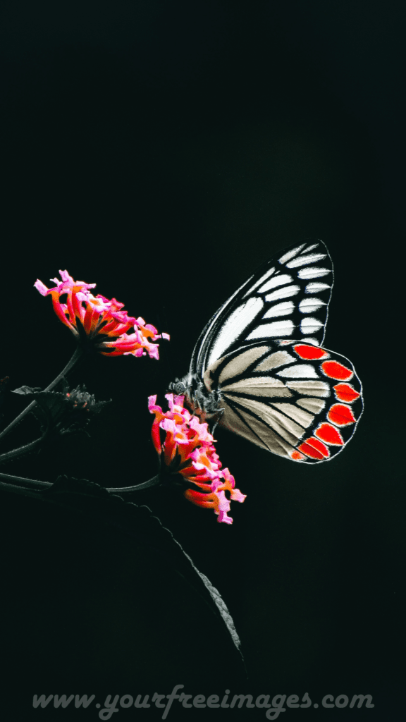 Black and white butterfly sitting on pink flower