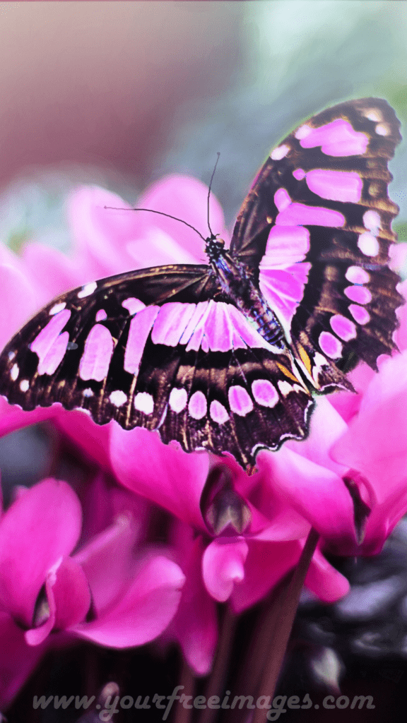Pink and black butterfly