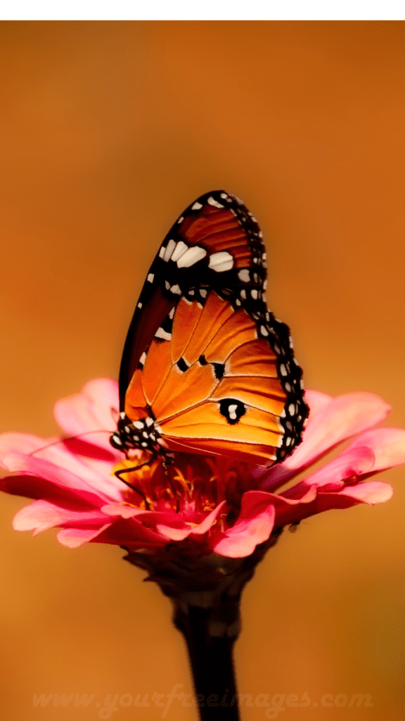 Orange butterfly sitting on pink flower