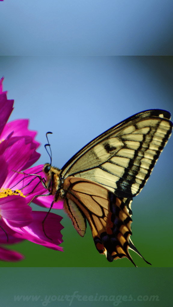 Yellow and black butterfly sitting on pink flower