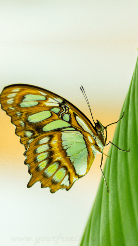 Yellow and lime green butterfly sitting on green leaf