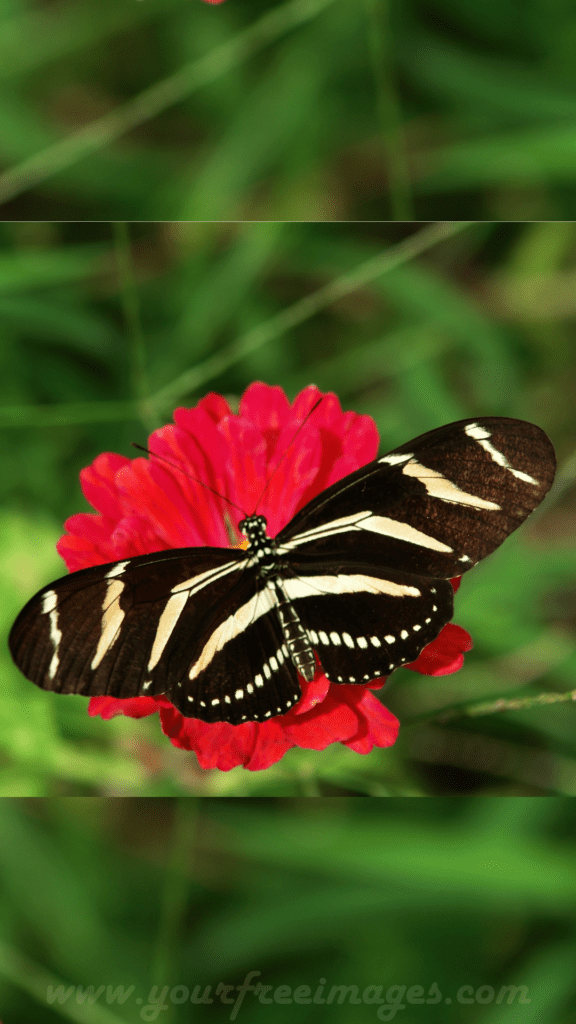 Black butterfly sitting on a red flower
