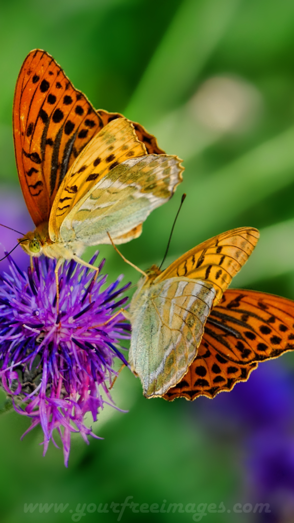 Orange and yellow butterfly photo