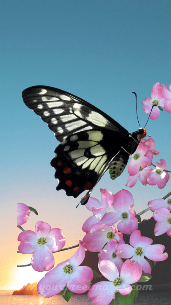 Black and white butterfly on  pink flower