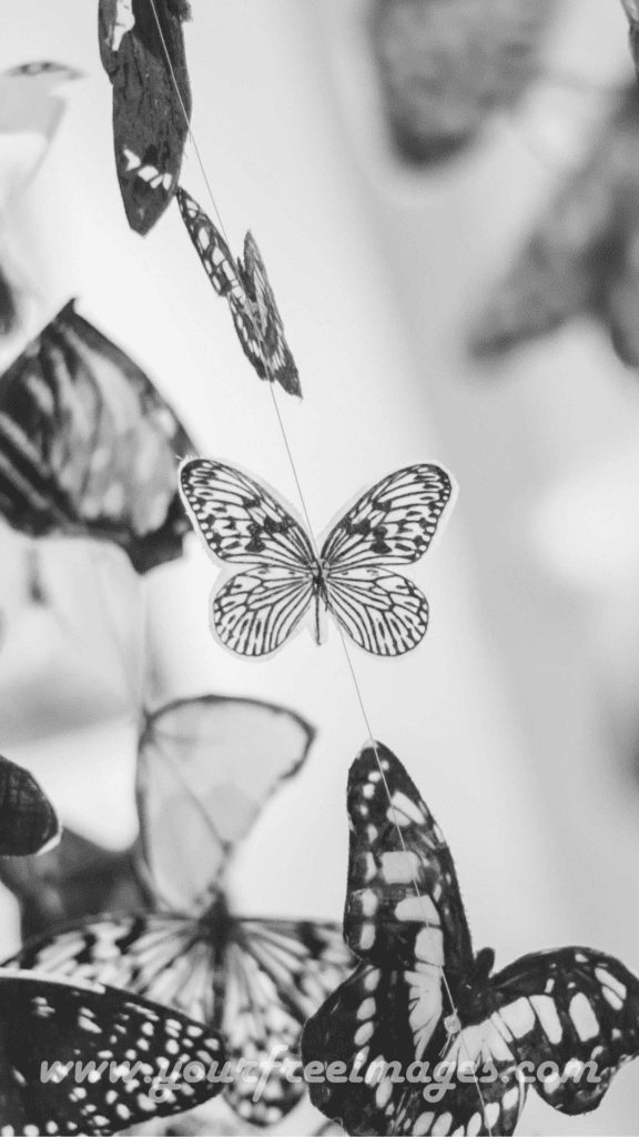 Black and white wallpaper of butterfly