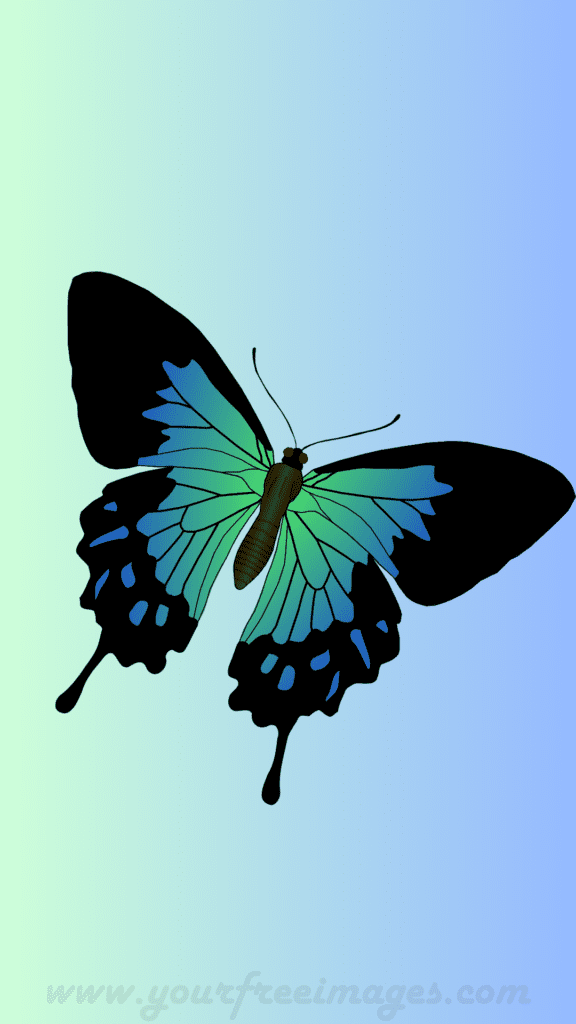 Black blue and green butterfly