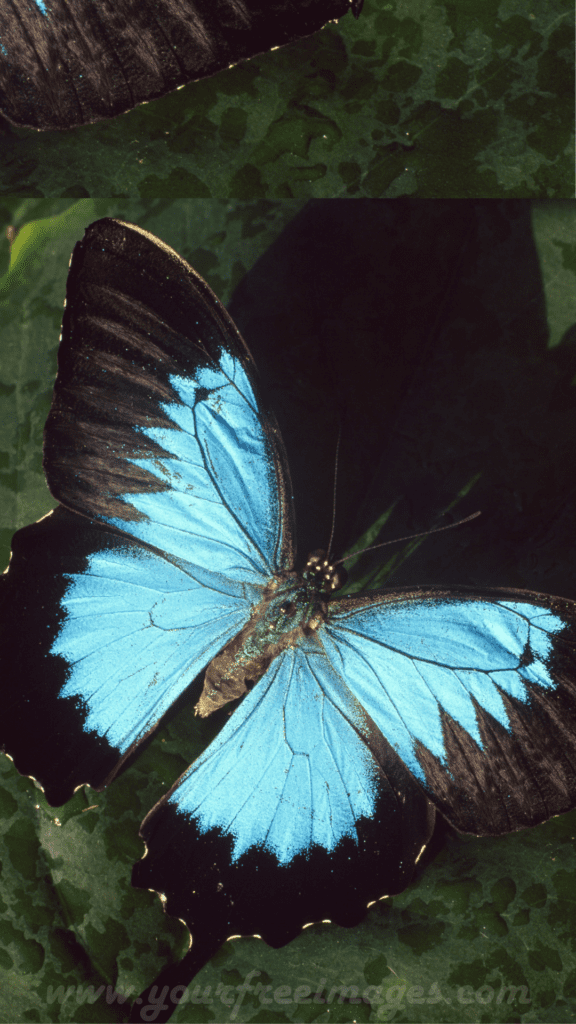 Mesmerizing Butterfly 