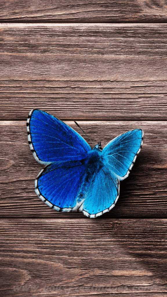 Dark blue monarch butterfly mobile wallpaper