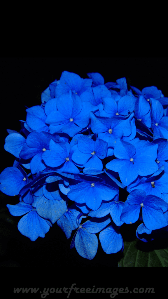 Beautiful blue flowers with black background