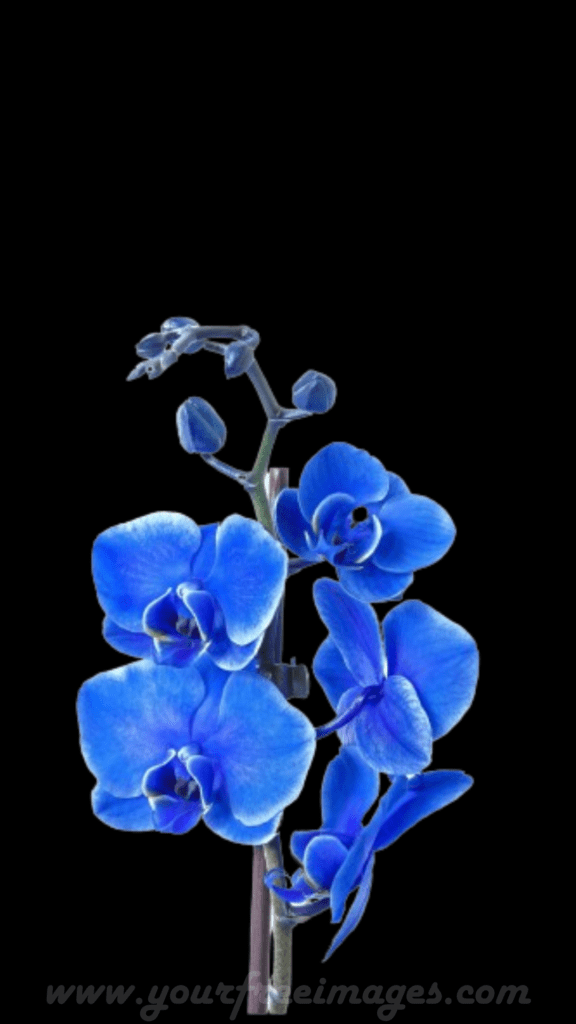 Blue and violet flower with black background

