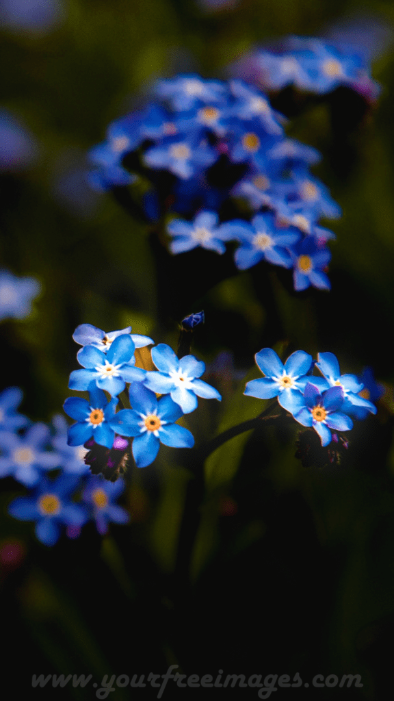 aesthetic flower with blur background