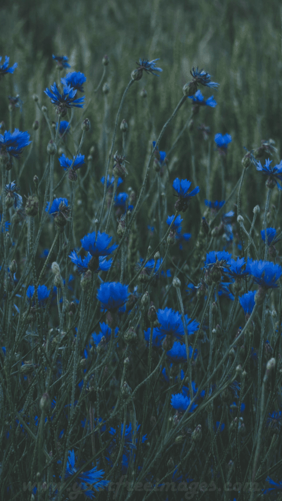 Blue flowers in the field 