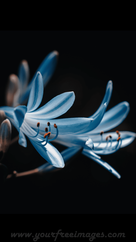 Sky blue color flower