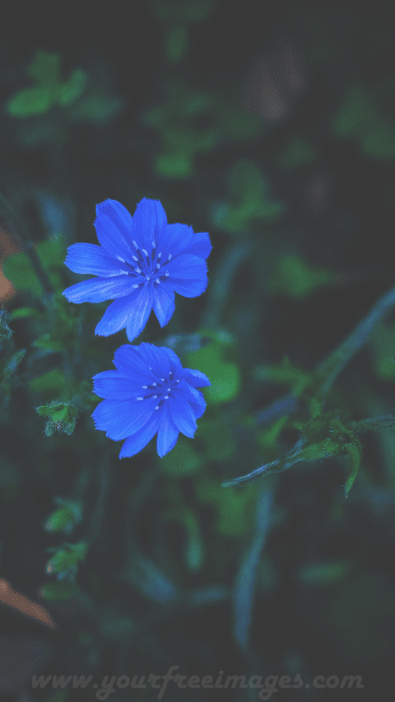 Two blue flowers