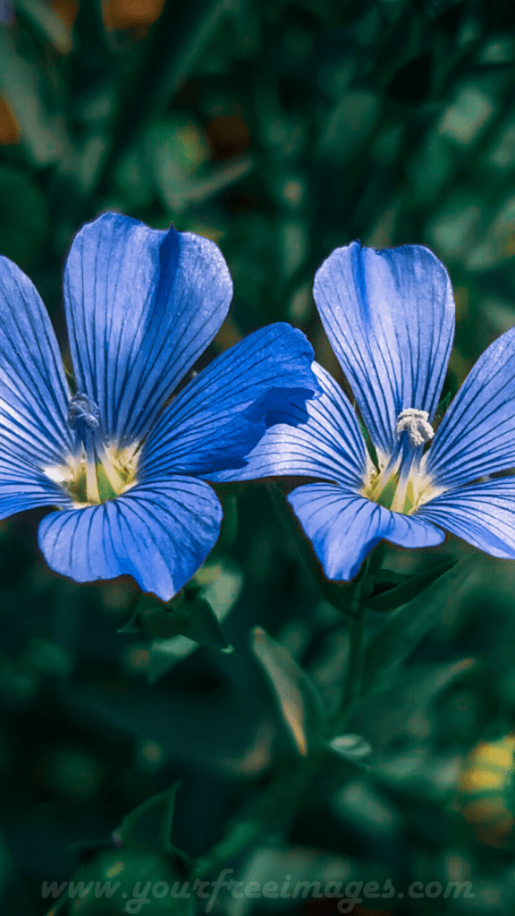 Two Blue and violet flower