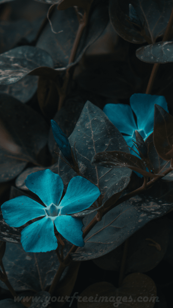 Blue flower HD image