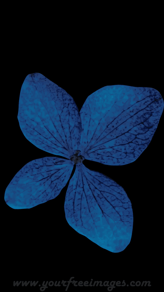 A blue flower with black background