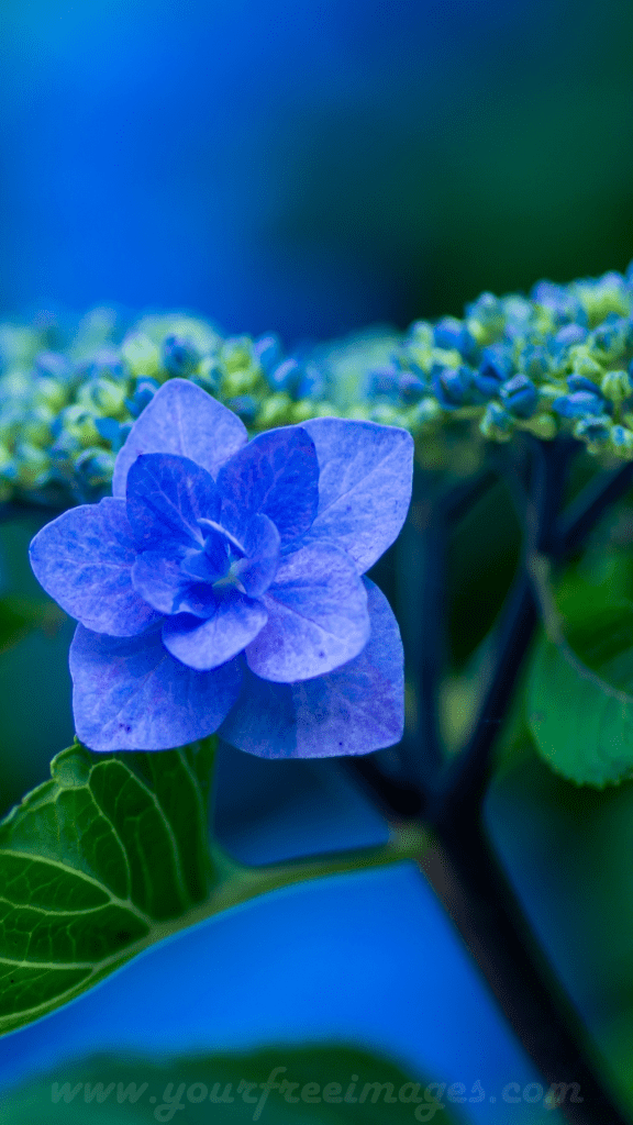 Blue flower zoom photo