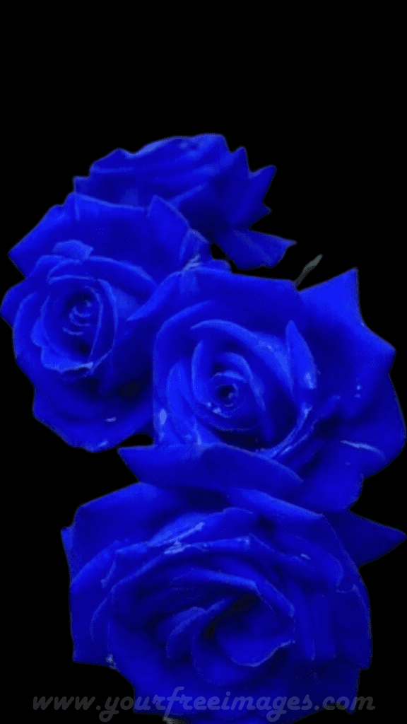 Best blue rose image