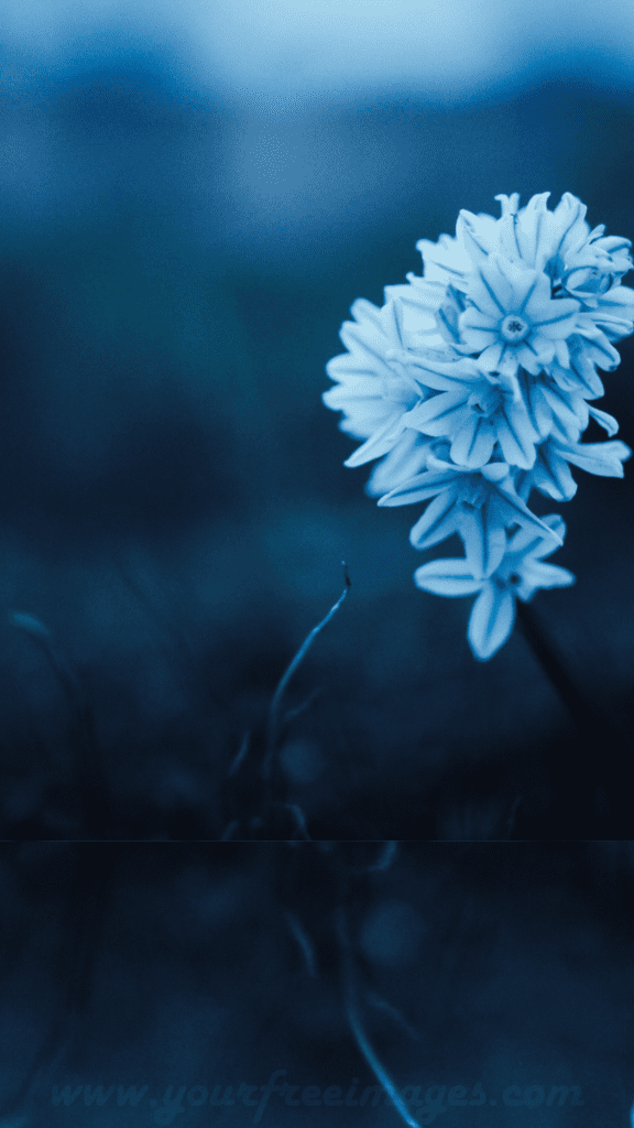 Blue flower with blur background