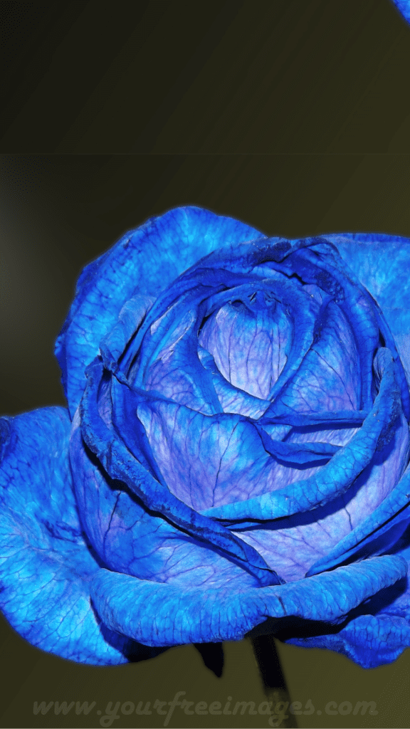 Blue rose images