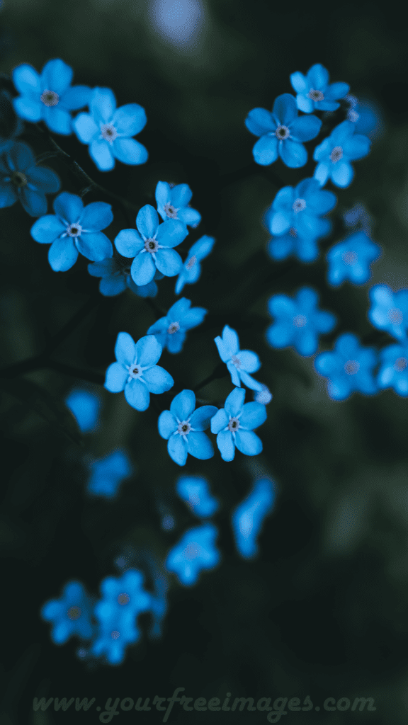 Aesthetic blue flower