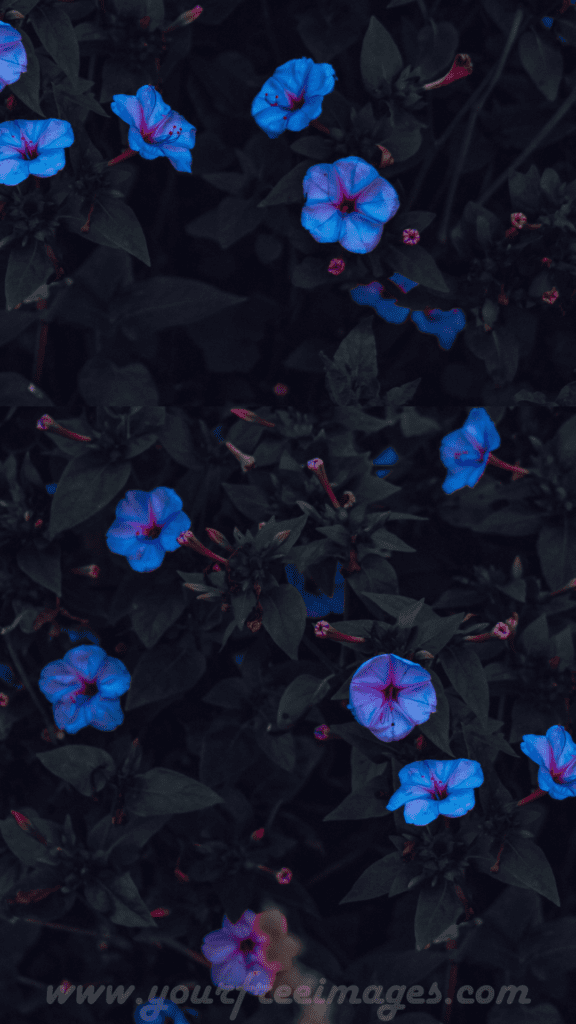 Blue flower in garden HD image