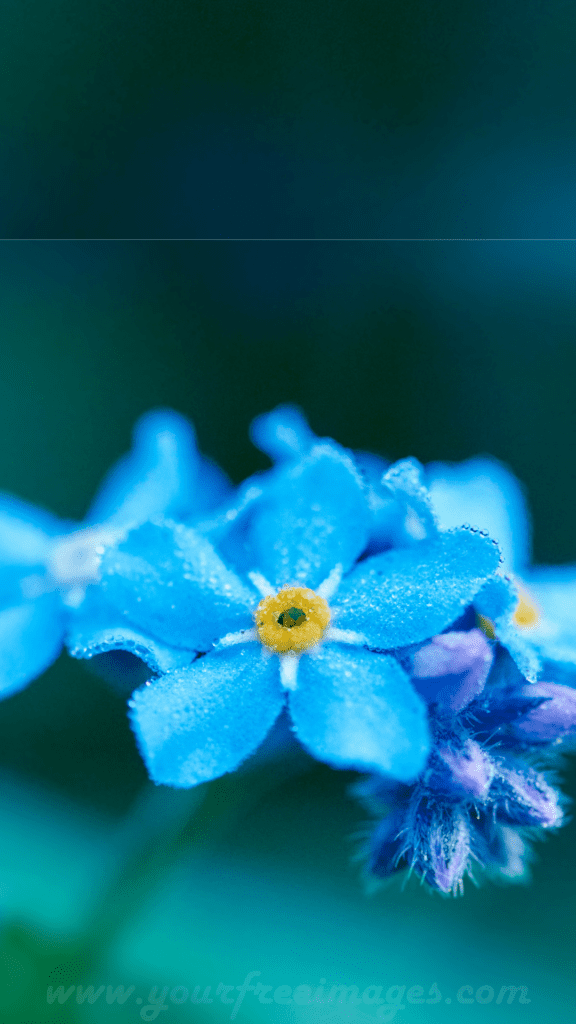 Blue beautiful flower with blur background