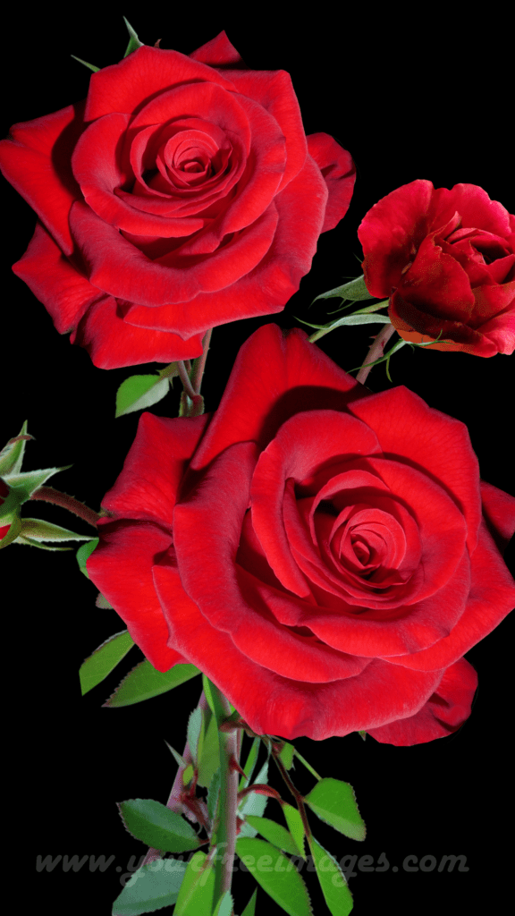 Red rose beautiful image Exquisite red rose blooms against a dark black canvas