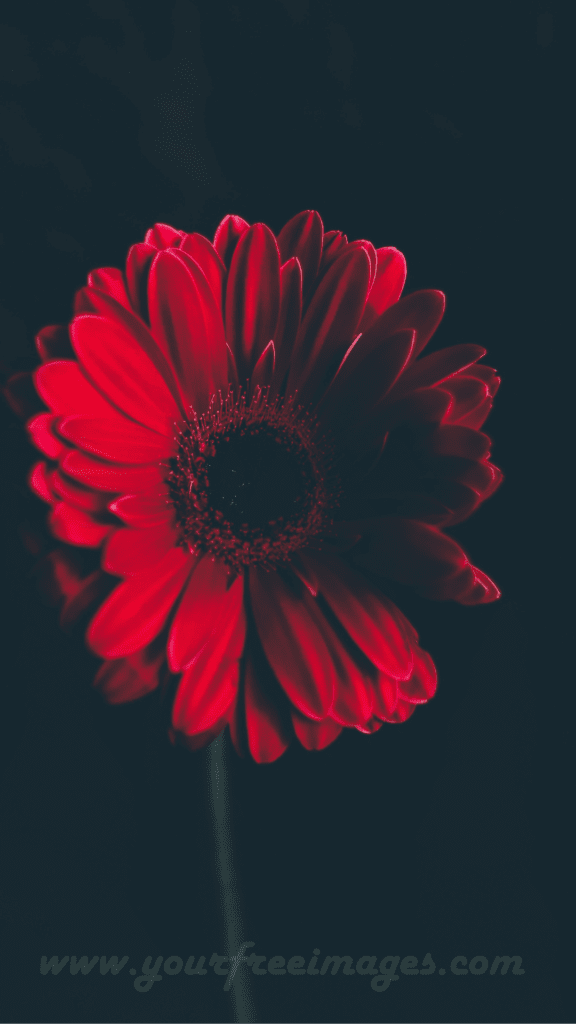 Aesthetic black theme with Vibrant red flower against a sleek black background