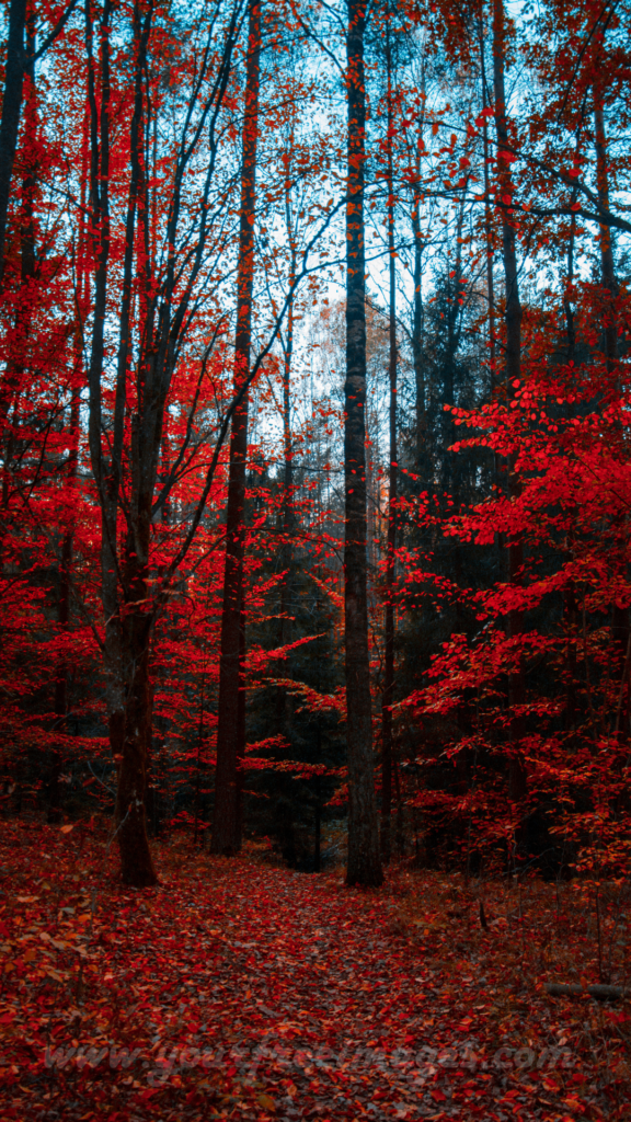 Enchanting forest with vibrant red leaves against a dark black sky