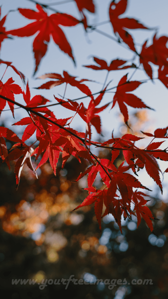 Bold red leaves contrasted against a dark black background