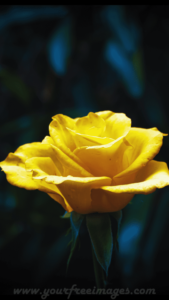 Aesthetic yellow rose