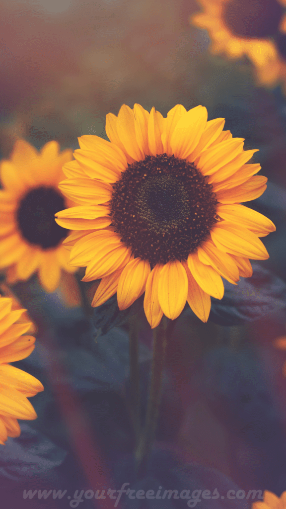 Sunflower aesthetic image