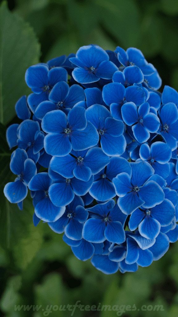 Bunch of blue flower 